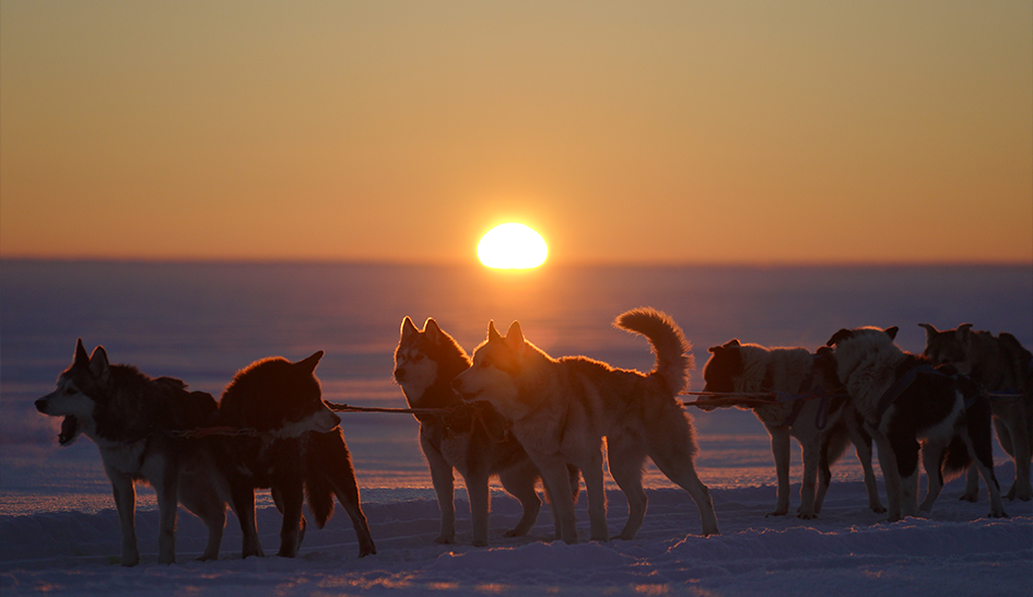Земля Хаски