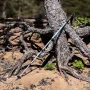 Talberg compact pole палки треккинговые_ (зеленый)